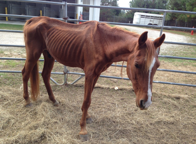 Horse Rescue Program: Raleigh, NC - Dead Broke Farm