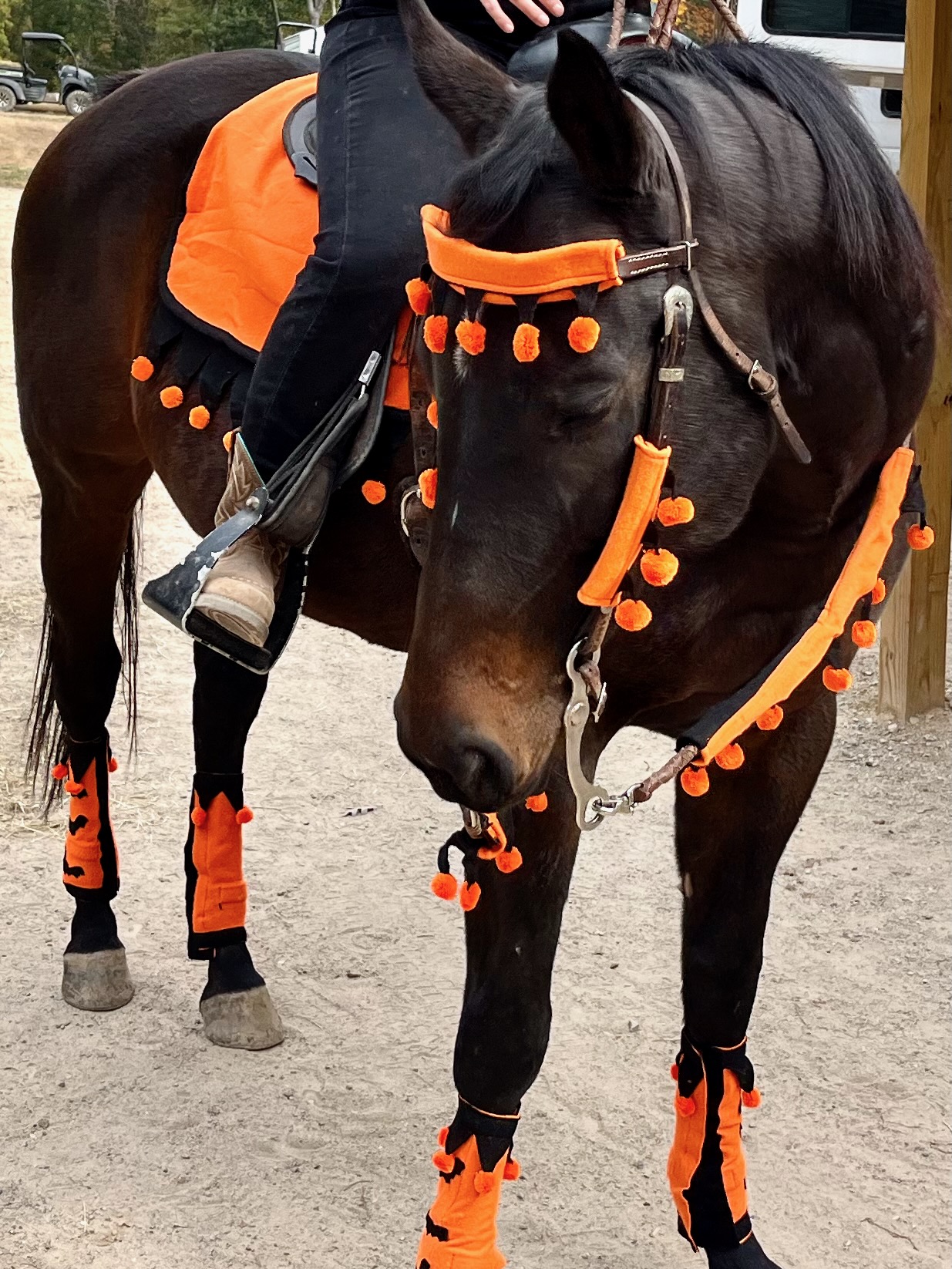 Horse Dressed up for Halloween