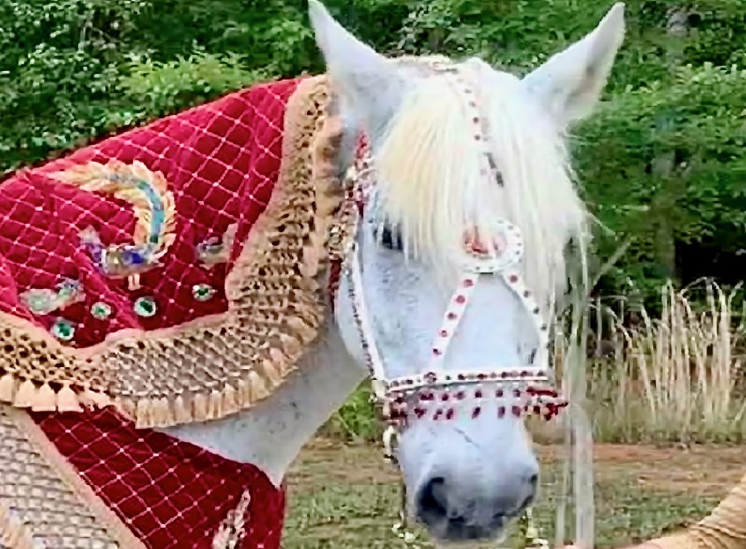 White Horse for Indian Wedding Baraat - Serving NC, SC, VA, GA