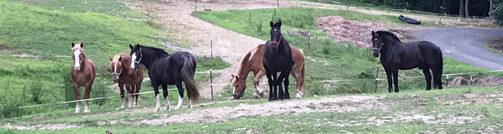 Draft Horses at Dead Broke Farm in Raleigh, NC
